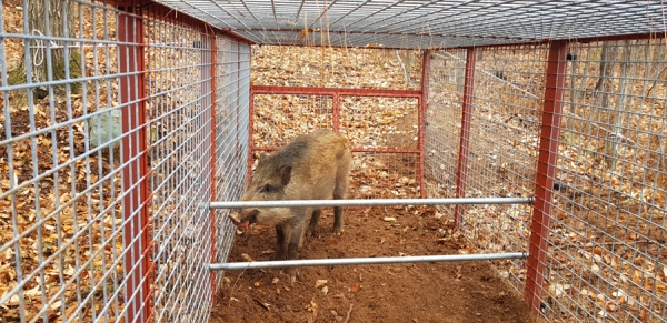 울산시농업기술센터가 지난달 중구 성안동에 시범 설치한 트랩에 11일 걸려든 멧돼지.